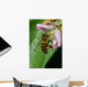 Honey Bee