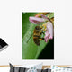 Honey Bee