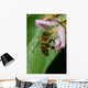 Honey Bee