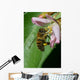 Honey Bee