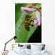 Honey Bee