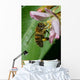 Honey Bee