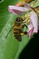 Honey Bee