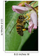 Honey Bee