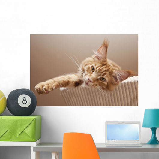 Maine Coon Kitten