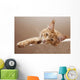 Maine Coon Kitten