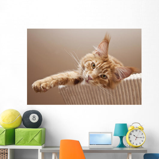 Maine Coon Kitten