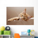 Maine Coon Kitten