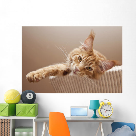 Maine Coon Kitten
