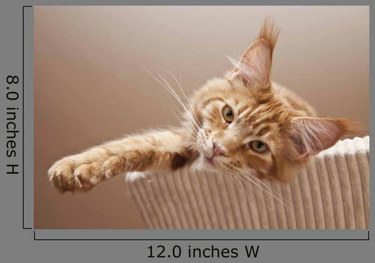 Maine Coon Kitten
