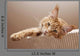 Maine Coon Kitten