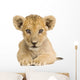 Lion Cub (3 months) Wall Decal