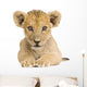 Lion Cub (3 months) Wall Decal