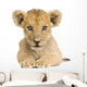 Lion Cub (3 months) Wall Decal
