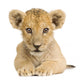 Lion Cub (3 months) Wall Decal