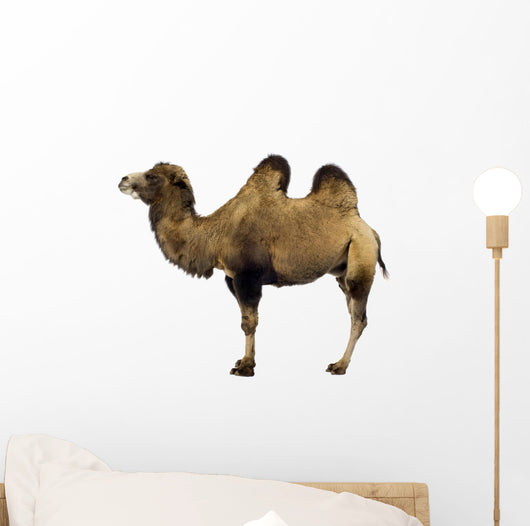 camel Wall Decal