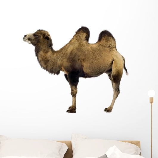 camel Wall Decal