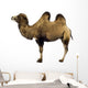 camel Wall Decal