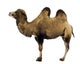 camel Wall Decal