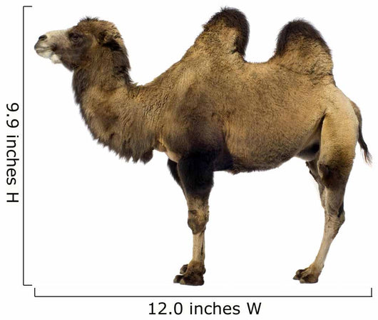 camel Wall Decal