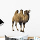 camel Wall Decal