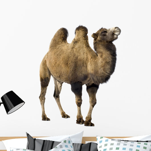 camel Wall Decal