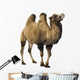 camel Wall Decal