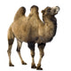 camel Wall Decal