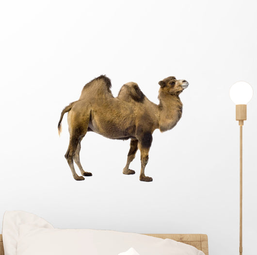 Camel Wall Decal