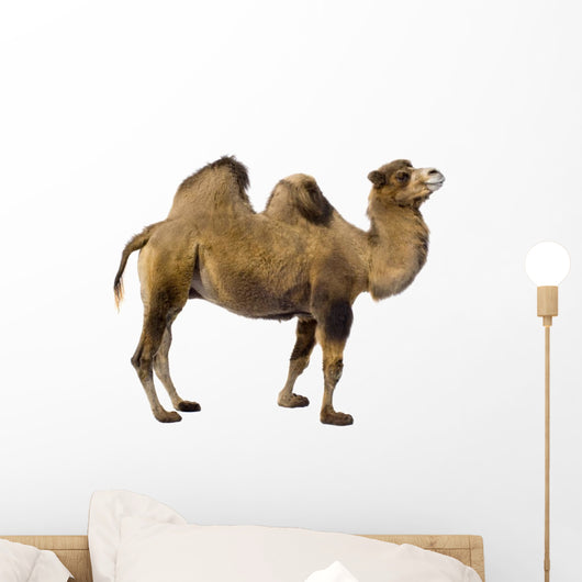 camel Wall Decal