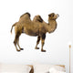 camel Wall Decal