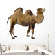 camel Wall Decal