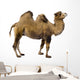 camel Wall Decal