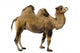 camel Wall Decal