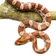 Corn Snake Wall Decal