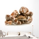 Corn Snake Wall Decal