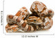 Corn Snake Wall Decal