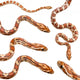 Collection of Six Corn Snake Wall Decal