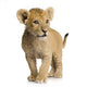 Lion Cub (3 months) Wall Decal