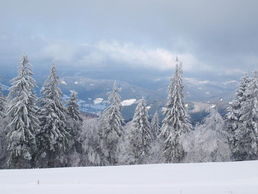 Winter Nature