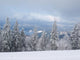 Winter Nature