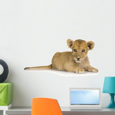 Lion Cub 3 Months Wall Decal shown on a wall