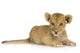 Lion Cub (3 months) Wall Decal