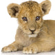 Lion Cub 3 Months Wall Decal