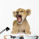 Lion Cub (3 months) Wall Decal