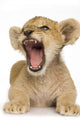 Lion Cub (3 months) Wall Decal
