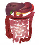 Gastrointestinal Tract