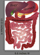 Gastrointestinal Tract