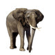 Elephant Wall Decal