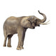 elephant Wall Decal